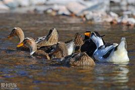 爱尔莎图片,爱尔莎的奇幻之旅  第3张